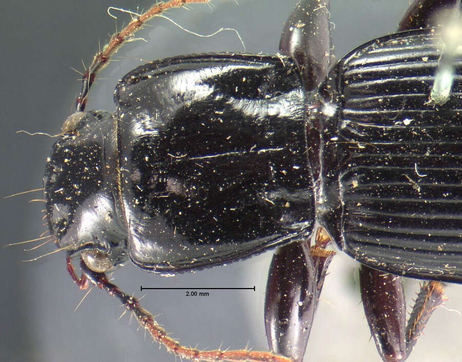 Image of Pterostichus (Hypherpes) crenicollis Le Conte 1873