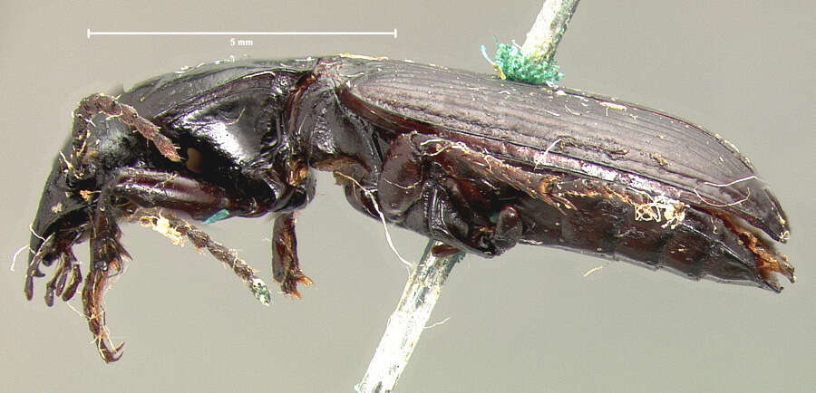 Слика од Pterostichus (Hypherpes) protractus Le Conte 1860