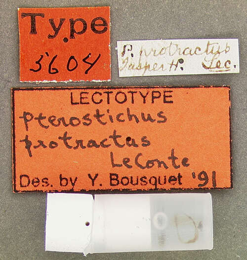 Image of Pterostichus (Hypherpes) protractus Le Conte 1860