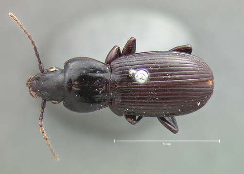 Image de Pterostichus (Hypherpes) restrictus (Casey 1918)