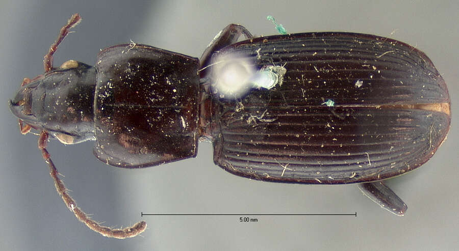 Image of Pterostichus (Hypherpes) scutellaris Le Conte 1873