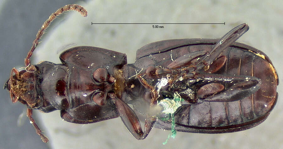 Image of Pterostichus (Hypherpes) scutellaris Le Conte 1873