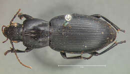 Image de Pterostichus (Hypherpes) californicus (Dejean 1828)