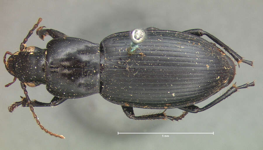 Imagem de Pterostichus (Hypherpes) californicus (Dejean 1828)