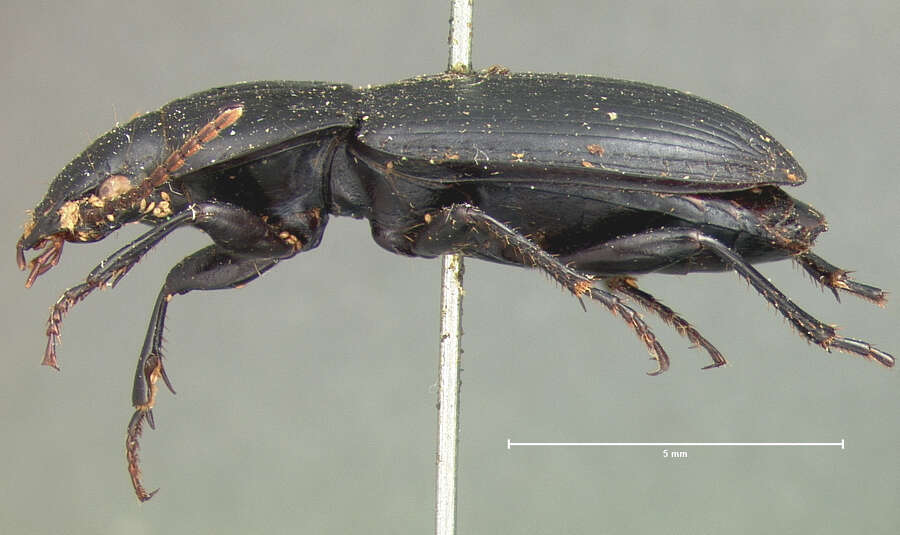 Image of Ground beetle