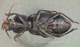 Image of Ground beetle