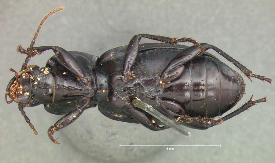 Image of Ground beetle