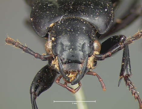 Image of Ground beetle