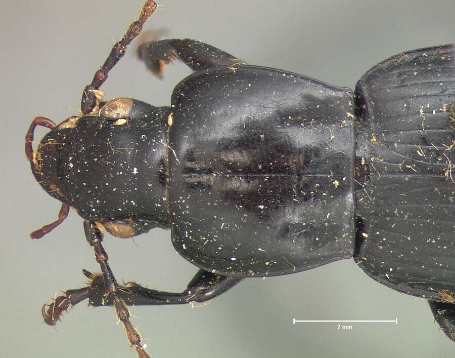 Image of Ground beetle