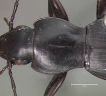 Imagem de Pterostichus (Hypherpes) spraguei Le Conte 1873