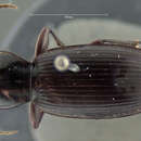 Image of Pterostichus (Hypherpes) hornii Le Conte 1873