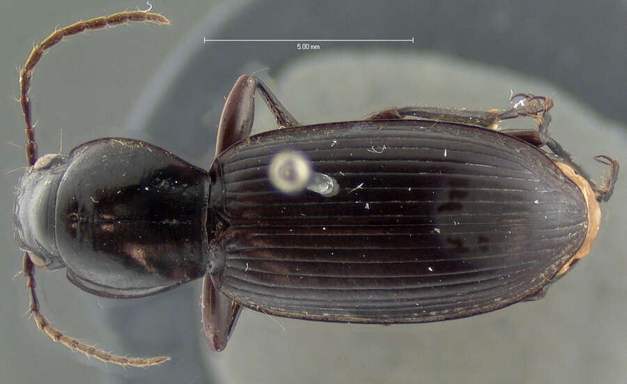 Image of Pterostichus (Hypherpes) hornii Le Conte 1873