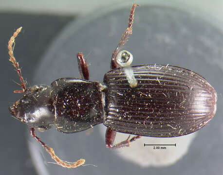 Image of Pterostichus (Cylindrocharis) rostratus (Newman 1838)