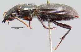 Image of Pterostichus (Cylindrocharis) rostratus (Newman 1838)