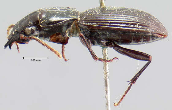 Plancia ëd Pterostichus (Cylindrocharis) rostratus (Newman 1838)