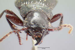 Image of Pterostichus (Cylindrocharis) rostratus (Newman 1838)