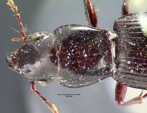 Plancia ëd Pterostichus (Cylindrocharis) rostratus (Newman 1838)