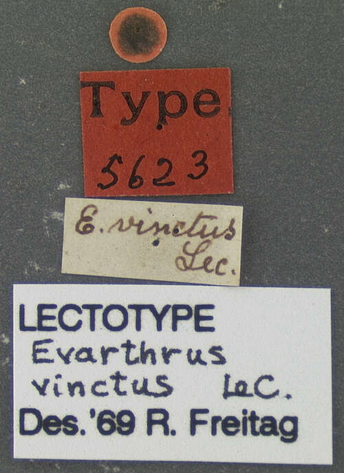 Image of Cyclotrachelus (Cyclotrachelus) vinctus (Le Conte 1853)