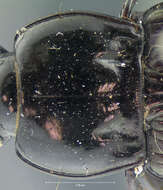 Imagem de Myas (Neomyas) cyanescens Dejean 1828