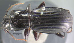 Imagem de Pterostichus (Hypherpes) crenicollis Le Conte 1873