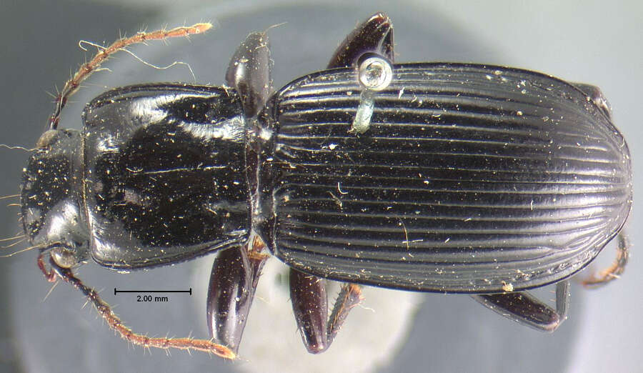 Image of Pterostichus (Hypherpes) crenicollis Le Conte 1873