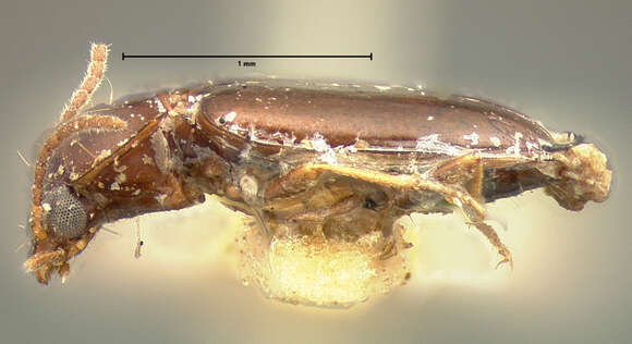 Image of Tachys (Tachys) corax Le Conte 1852