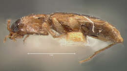 Image of Micratopus aenescens (Le Conte 1848)