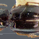 Image of Elaphropus (Barytachys) anthrax (Le Conte 1852)