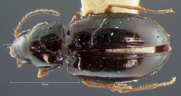 Image of Elaphropus (Barytachys) anthrax (Le Conte 1852)