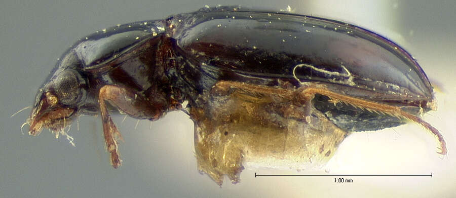 Слика од Elaphropus (Barytachys) anthrax (Le Conte 1852)