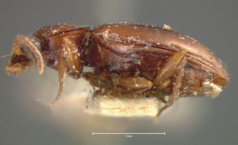 Слика од Elaphropus (Barytachys) obesulus (Le Conte 1852)