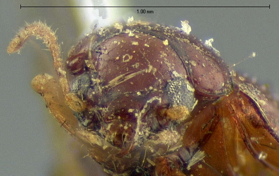 Слика од Elaphropus (Barytachys) granarius (Dejean 1831)