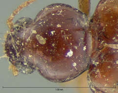 Слика од Elaphropus (Barytachys) granarius (Dejean 1831)