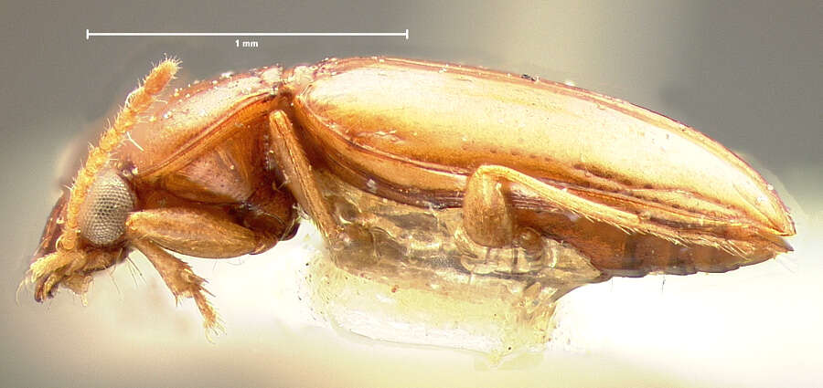 Elaphropus (Barytachys) dolosus (Le Conte 1848)的圖片