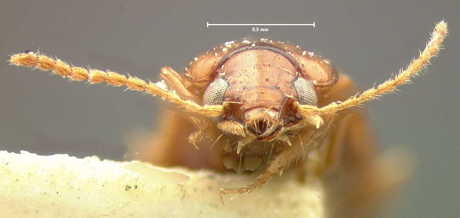 Elaphropus (Barytachys) dolosus (Le Conte 1848)的圖片