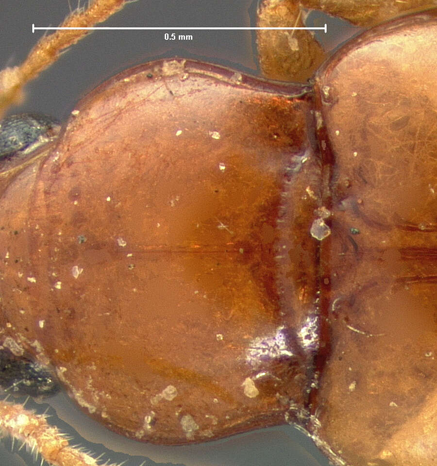 Elaphropus (Barytachys) dolosus (Le Conte 1848)的圖片