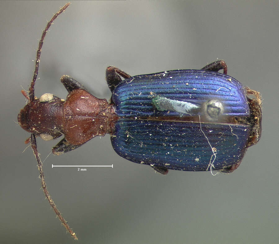 Image of Tecnophilus croceicollis croceicollis (Ménétriés 1843)