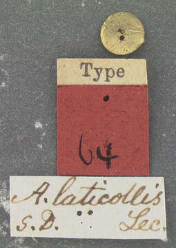 Image of Apristus laticollis Le Conte 1851