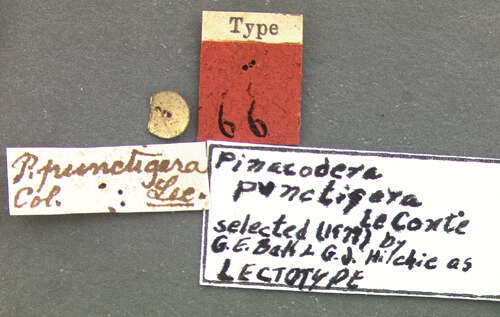 Image of Pinacodera punctigera (Le Conte 1851)