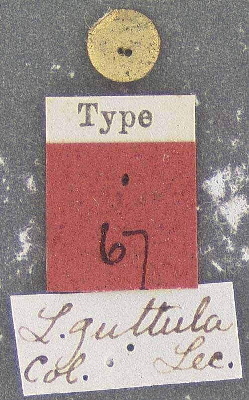 Image of Lebia (Lebia) guttula Le Conte 1851