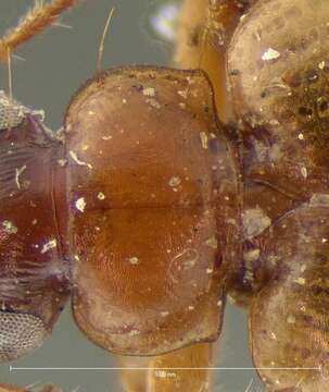 Image of Lebia (Lebia) guttula Le Conte 1851