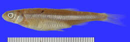 Image of Rosyface Shiner