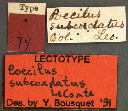 Image of Poecilus (Poecilus) diplophryus Chaudoir 1876