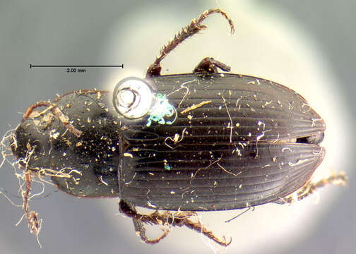 Plancia ëd Harpalus (Harpalus) fuscipalpis Sturm 1818