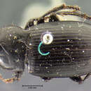 Plancia ëd Harpalus (Harpalus) fraternus Le Conte 1852