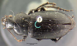 Image de Harpalus (Harpalus) fraternus Le Conte 1852