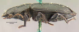 Image de Harpalus (Harpalus) fraternus Le Conte 1852