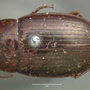 Amara (Bradytus) insularis G. Horn 1875 resmi