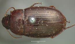 Amara (Bradytus) insularis G. Horn 1875 resmi