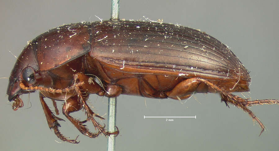 Amara (Bradytus) insularis G. Horn 1875 resmi